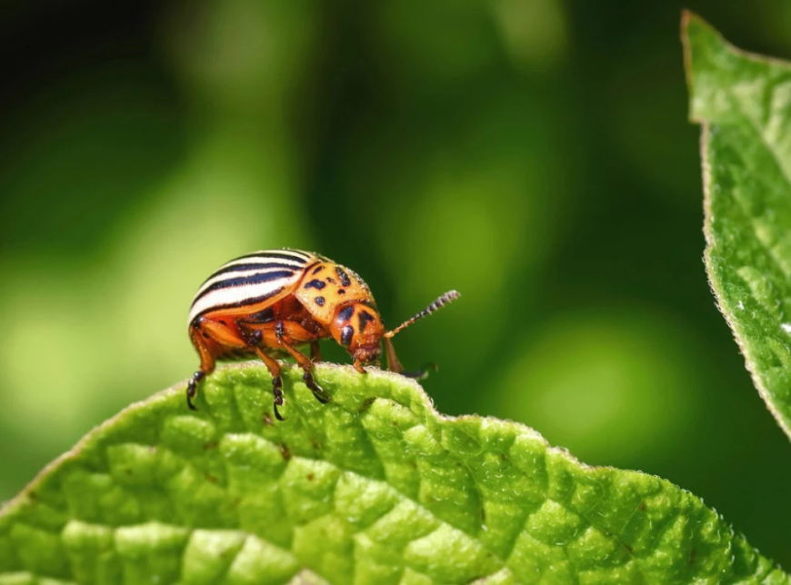 Studimi: Ndriçimi i rrugëve natën i bën gjethet të pangrënshme për insektet